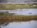 Birds Taking Flight, Pilanesberg National Park, &copy;Julie Holden